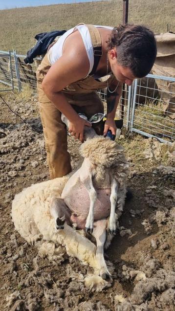 schapen scheren