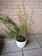 Rosemary plant in pot, Tuin en Terras, Ophalen
