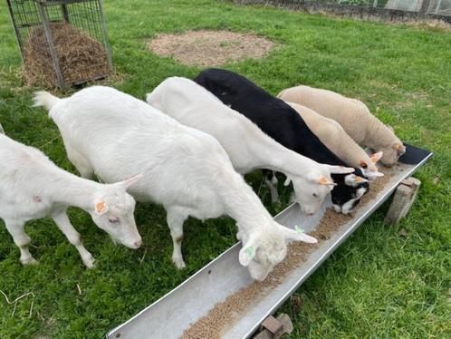 Geiten, Dieren en Toebehoren, Schapen, Geiten en Varkens, Geit, Vrouwelijk, 3 tot 5 jaar