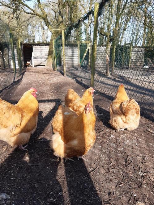 orpington en lakenvelder kuikens, Dieren en Toebehoren, Pluimvee, Kip, Geslacht onbekend