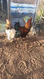 2 x BRAHMA  ⁰3/2025  raszuiver, Dieren en Toebehoren