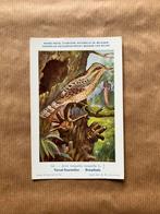 Vogels van België  Nr. 62 Draaihals, Ophalen of Verzenden