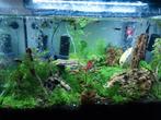 Guppy endler uniquement mâle 20+- pour 10€, Dieren en Toebehoren