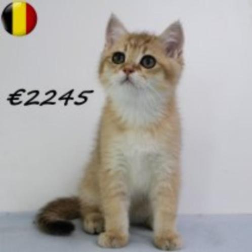 Britse Korthaar - Belgische kittens (golden shaded), Dieren en Toebehoren, Katten en Kittens | Raskatten | Korthaar, Meerdere dieren