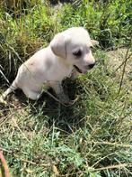 Prachtige Labrador Retriever pups, Dieren en Toebehoren, Honden | Retrievers, Spaniëls en Waterhonden, België, CDV (hondenziekte)