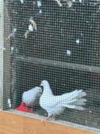 Pauwstaart duif, Dieren en Toebehoren, Meerdere dieren, Overige soorten