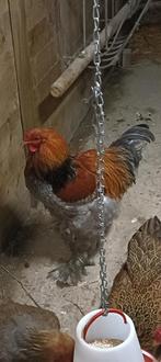 Haan Jimmy zuiver Brahma, Mâle, Poule ou poulet