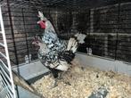 Appenzeller spitskuif, Dieren en Toebehoren, Pluimvee