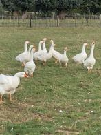 Witte boerenganzen, Dieren en Toebehoren, Meerdere dieren, Gans of Zwaan