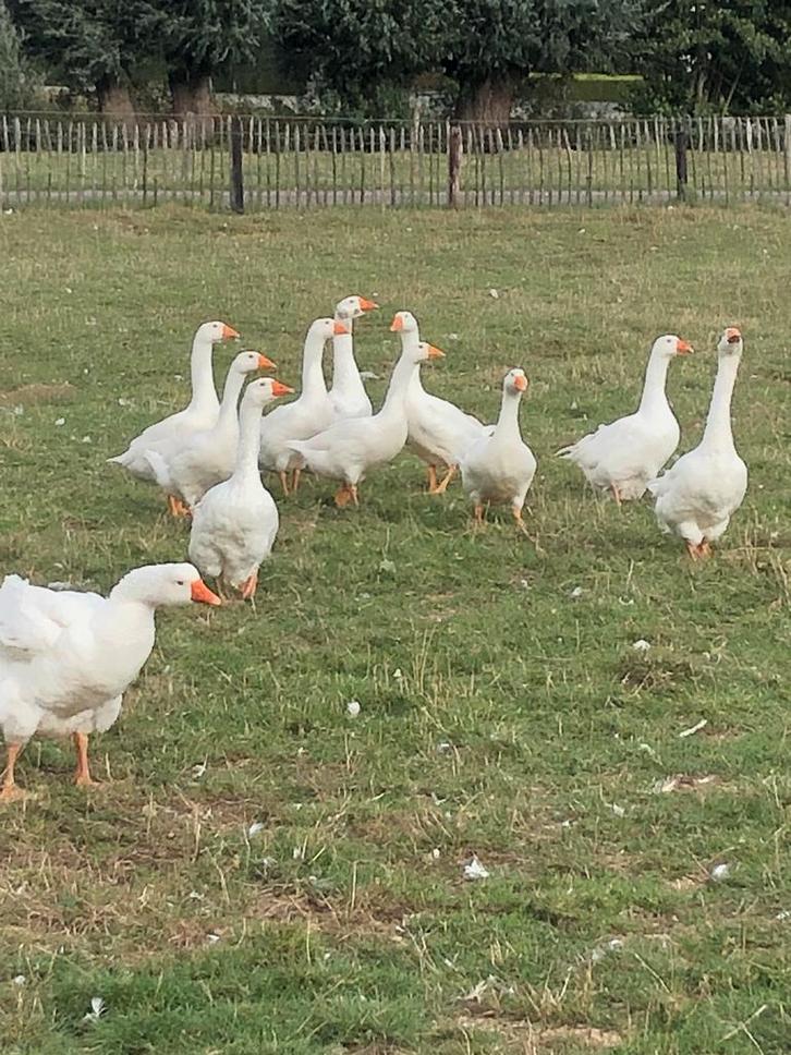 Witte boerenganzen, Dieren en Toebehoren, Pluimvee, Gans of Zwaan, Meerdere dieren