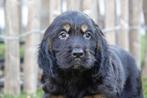 Prachtige Golden cocker retriever pup (reutje), België, Overige rassen, CDV (hondenziekte), 8 tot 15 weken