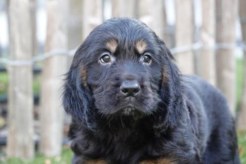 Prachtige Golden cocker retriever pup (reutje), Dieren en Toebehoren, Honden | Retrievers, Spaniëls en Waterhonden, Meerdere dieren