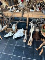 Curiosa schedel taxidermy opgezette, Ophalen of Verzenden
