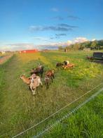 Kameroen schapen ooi, Dieren en Toebehoren, Schapen, Geiten en Varkens