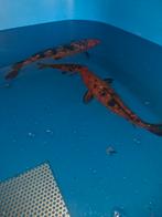 Koi, Dieren en Toebehoren