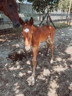 Veulen hengst te koop Tartufo de Muze x Cabrio vd Heffinck, Dieren en Toebehoren, Paarden, Hengst, Niet van toepassing, Springpaard