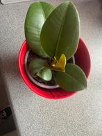 Caoutchouc (Ficus elastica), Huis en Inrichting, Kamerplanten, Ophalen, Overige soorten, Minder dan 100 cm, Volle zon