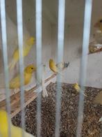 Kanaries 2025, Dieren en Toebehoren, Vogels | Kanaries