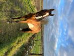Paint horse, Dieren en Toebehoren, Paarden, Gechipt, Minder dan 160 cm, Ruin, Niet van toepassing