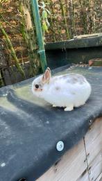 Jonge dwergkonijnen, Dieren en Toebehoren, Konijnen