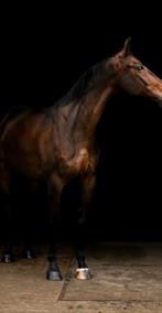 Lieve 16 jarige ruin Nederland NH Spoed*, Dieren en Toebehoren, Paarden, Gechipt, Ruin, M, 160 tot 165 cm