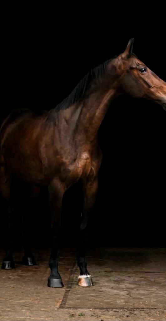 Lieve 16 jarige ruin Nederland NH Spoed*, Dieren en Toebehoren, Paarden, Ruin, M, 160 tot 165 cm, 11 jaar of ouder, Recreatiepaard