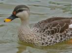 Indische vlekbekeend, Dieren en Toebehoren, Pluimvee