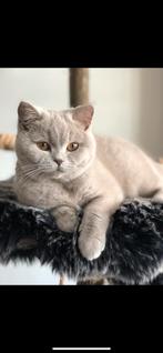 Brits korthaar poes, Dieren en Toebehoren, Poes, Gechipt, 3 tot 5 jaar