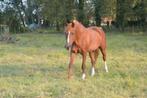 10jarige volbloed, Dieren en Toebehoren, Ruin, E pony (1.48m - 1.57m), Met stamboom, 7 tot 10 jaar