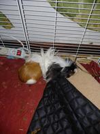 Ren en toebehoren voor cavia's of konijntjes, Dieren en Toebehoren, Knaagdieren, Maart, Vrouwelijk, Cavia