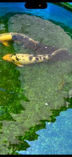 shiro bekko, Dieren en Toebehoren, Vissen | Vijvervissen, Karper of Koi