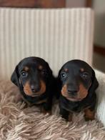 Kortharige dwergteckelpups, Dieren en Toebehoren, België, Particulier, 8 tot 15 weken, Korthaar