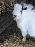 Geitebok, Dieren en Toebehoren, Schapen, Geiten en Varkens, Mannelijk, Geit, 0 tot 2 jaar