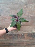 Gynura aurantiaca purple passion plant nr 72, Huis en Inrichting, Kamerplanten, Ophalen