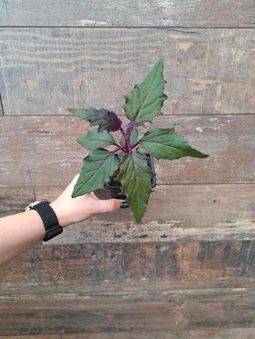 Gynura aurantiaca purple passion plant nr 72 beschikbaar voor biedingen