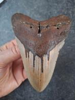 MOOI PATROON!  MEGALODON TAND USA	200	gram	12.5x8.6x2.4		cm, Verzamelen, Ophalen of Verzenden, Fossiel