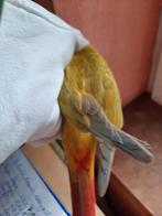 Conures molinae epp, Dieren en Toebehoren