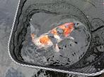 Koi