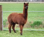 Alpaca hengst te koop of ruilen, Dieren en Toebehoren, Overige Dieren, Mannelijk