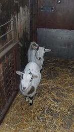 dwerggeitjes, Dieren en Toebehoren, Schapen, Geiten en Varkens, Mannelijk, Geit, 0 tot 2 jaar