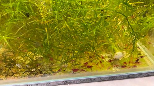 Red Rilli Garnalen op leidingwater, Dieren en Toebehoren, Vissen | Aquariumvissen, Zoetwatervis, Kreeft, Krab of Garnaal, Schoolvis