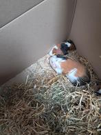 Allerlei cavia's te koop, Dieren en Toebehoren, Cavia, November, Meerdere dieren, Tam