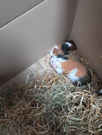 Allerlei cavia's te koop beschikbaar voor biedingen
