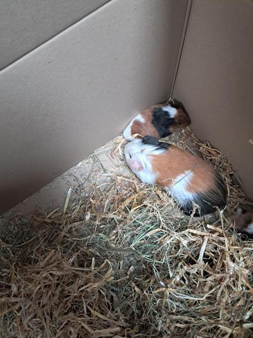 Allerlei cavia's te koop, Dieren en Toebehoren, Knaagdieren, Meerdere dieren, Cavia, November, Tam