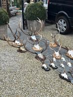 Geweien hert en reebok 10€ tot 185€, Ophalen