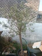 Olea europaea, Ophalen