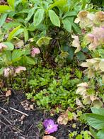 Helleborus plantjes 10 stuks/3€, Tuin en Terras, Winter, Halfschaduw, Vaste plant, Overige soorten