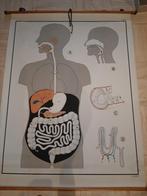 Affiche de carte de faculté de médecine, Antiquités & Art, Enlèvement, Nature et Biologie