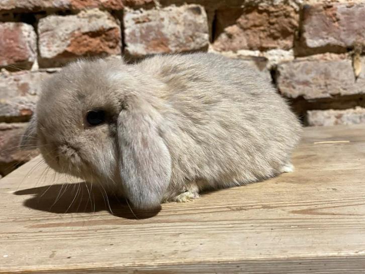 NHD Nederlandse hangoordwerg nestje, Dieren en Toebehoren, Konijnen, Dwerg, Meerdere dieren, 0 tot 2 jaar, Hangoor