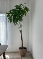 Plant met pot, Ophalen, Zo goed als nieuw
